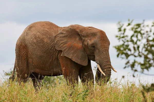 African Elephant Loxodonta Africana Walks Alone Grassy Savannah Tanzania — Stock Photo, Image