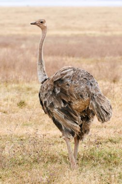 Dişi devekuşu vahşi Tanzanya 'da safari sırasında dikey olarak fotoğraflandı..