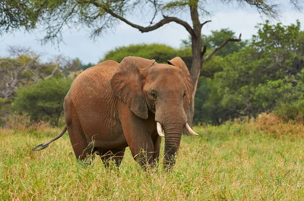 African Elephant Loxodonta Africana Walks Alone Grassy Savannah Tanzania — Stock Photo, Image