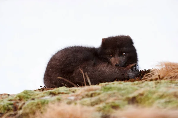 Vzácné Arctic Blue Fox Fotografoval Islandu Při Odpočinku — Stock fotografie