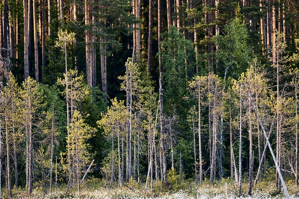 Zori Taiga Finlandeză Sălbatică Frumoasă — Fotografie, imagine de stoc