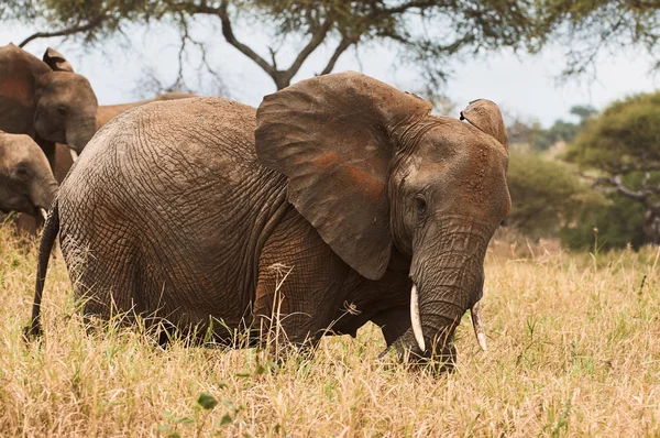 African Elephant Loxodonta Africana Walks Alone Grassy Savannah Tanzania — Stock Photo, Image