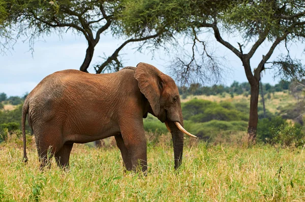 African Elephant Loxodonta Africana Walks Alone Grassy Savannah Tanzania — Stock Photo, Image