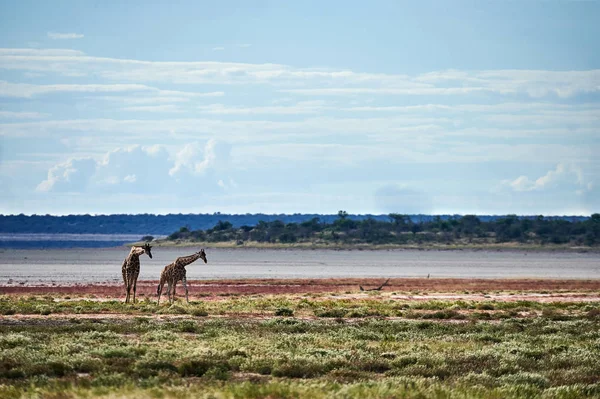 Två Giraffer Promenad Den Vackra Namibiska Savannen — Stockfoto