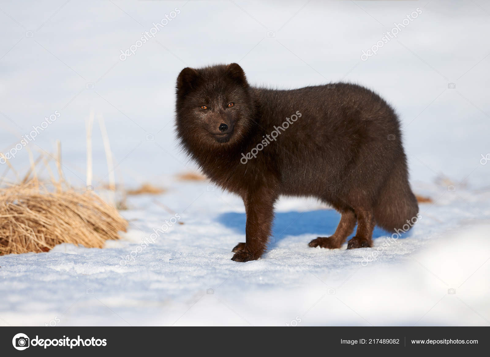 Blue Arctic Fox Alopex Lagopus Photographed Iceland While Walking Snow