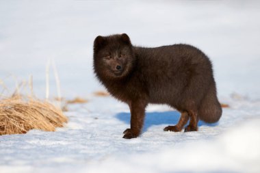 Mavi kutup tilkisi (Alopex lagopus) İzlanda 'da karda yürürken fotoğraflandı.