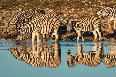 Bayağı Zebra (Equus quagga burchellii) içki, etkin ulusal Park'ta Namibya, onların yansıması ile fotoğraflandı bir ziyarette200 küçük bir grup.