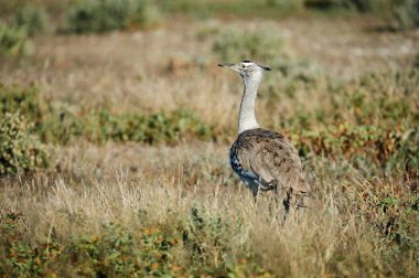 Kori damla Namibya savannah fotoğraflandı en büyük uçan kuş biri