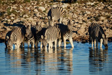 Bayağı Zebra (Equus quagga burchellii) içki, etkin ulusal Park'ta Namibya, onların yansıması ile fotoğraflandı bir ziyarette200 küçük bir grup.