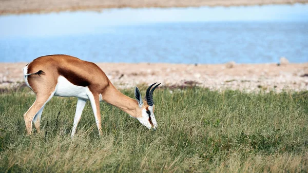 Bir Birikintisinin Grazes Namibya Savannah Içinde Belgili Tanımlık Geçmiş Güzel — Stok fotoğraf