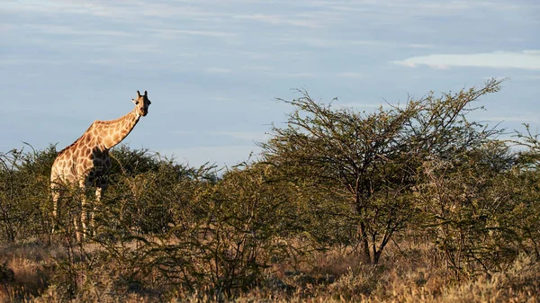 Belle Girafe Giraffa Camelopardalis Marchant Seule Dans Brousse Namibienne — Photo