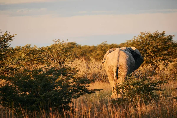 Elefante Grande Loxodonta Africana Fotografiado Por Detrás Mientras Caminaba Arbusto — Foto de Stock