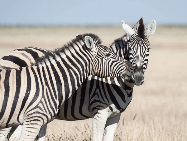 Vahşi Zebralar Vahşi Namibya Afrika Güneşin Altında Yan Yana Duran — Stok fotoğraf