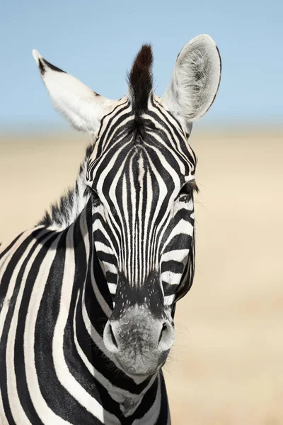 Porträt Eines Schönen Zebras Zebra Namibia Fotografiert — Stockfoto