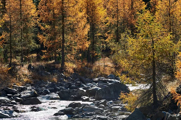 Paisagem Alpina Natural Nos Alpes Suíços Com Riacho Lindos Larches — Fotografia de Stock