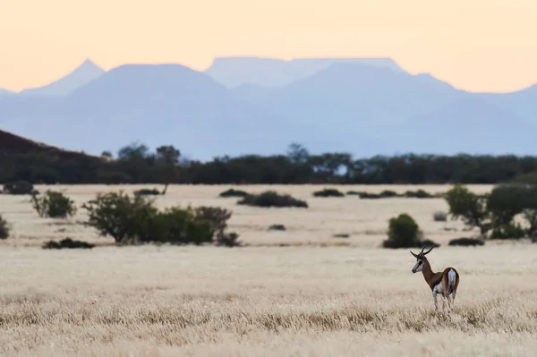 Vackra Springbok Antidorcas Marsupialis Skrubbsår Savann Namibia — Stockfoto