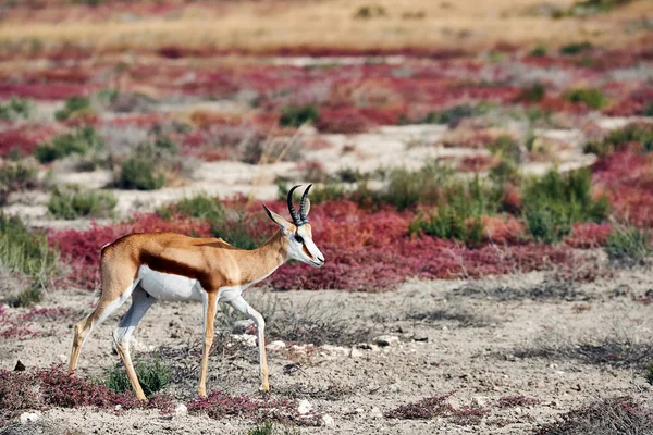 Όμορφη Springbok Antidorcas Marsupialis Που Βόσκει Στη Σαβάνα Της Ναμίμπια — Φωτογραφία Αρχείου