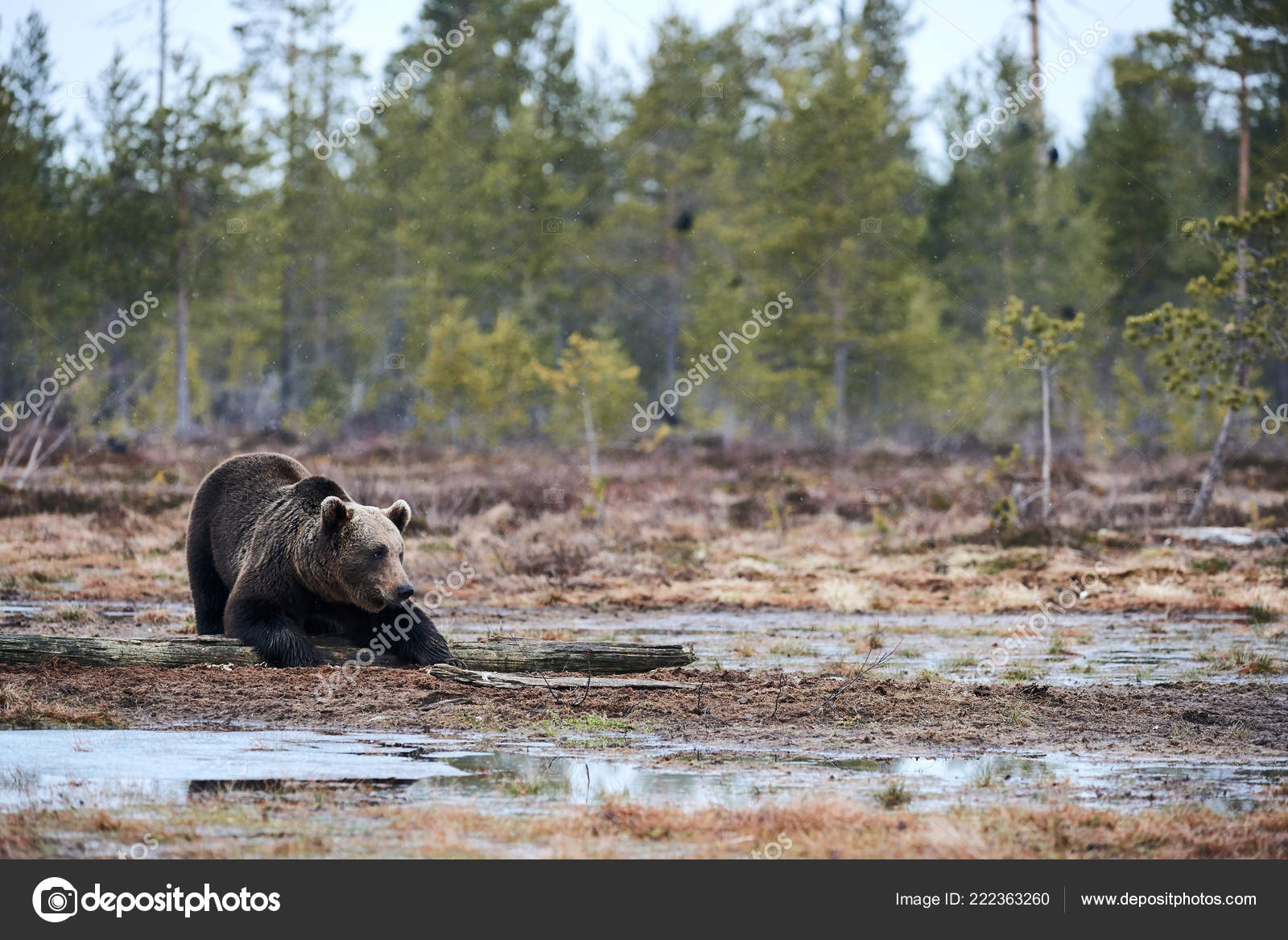 wild brown bear looking food taiga ealy spring stock photo luaar