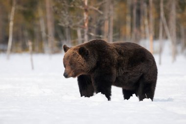 Büyük kahverengi ayı Fin Taiga 'sında karda yürürken fotoğrafını çekti.