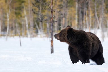 Brown Bear standing in the snow in spring awakening clipart