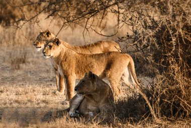 Üç güzel lionesses (Panthera leo) Serengeti N.P. ormanda av avlamak bak.