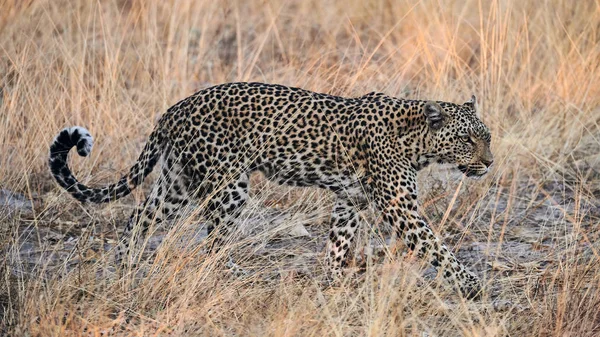 Beautiful Eopard Walking Free African Savannah — Stock Photo, Image