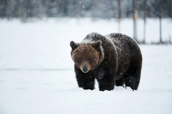 Hermoso Oso Pardo Caminando Nieve Finlandia Mientras Desciende Una Fuerte — Foto de Stock