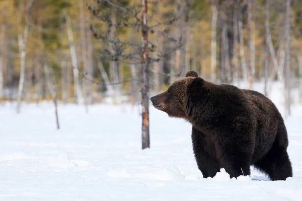 Brown Bear Стоїть Снігу Навесні Прокидається — стокове фото