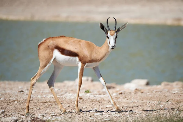 Vackra Springbok Antidorcas Marsupialis Afrikansk Medellång Medelstora Antiloper Som Lever — Stockfoto