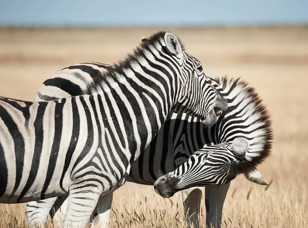 Portrait Two Wild Zebras Savannah Wild Namibia Standing Next Each — Stock Photo, Image