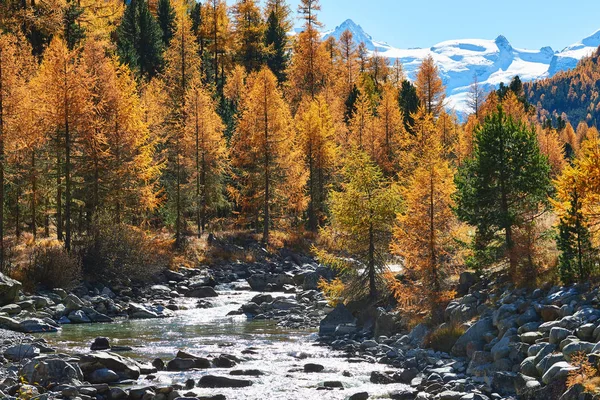 Paisaje Alpino Natural Los Alpes Suizos Con Arroyo Hermosos Alerces —  Fotos de Stock