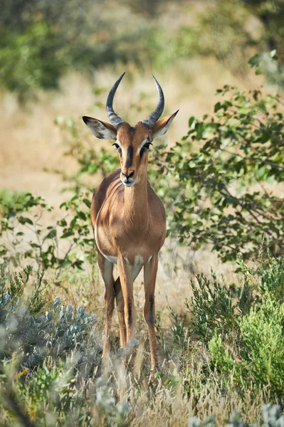 Muž Blackfaced Impala Aepyceros Melampus Petersi Endemické Antilopy Namibie — Stock fotografie