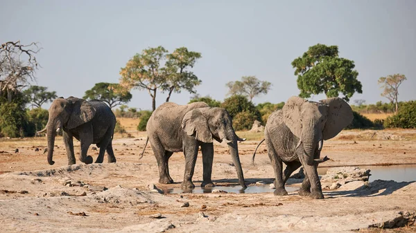 Botswana Gehen Drei Große Elefanten Zum Wasserloch Der Trockenzeit Trinken — Stockfoto