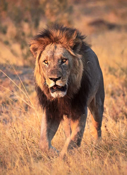 Vackra Stora Lion Promenader Bushen — Stockfoto