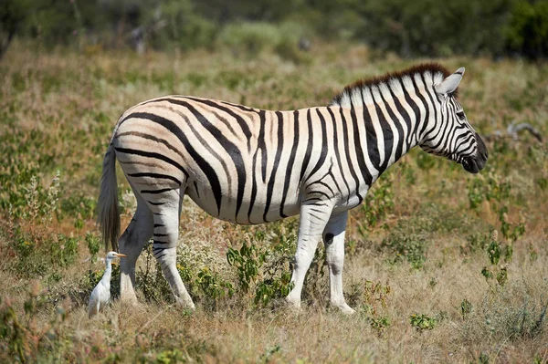 Namíbia Egy Zebra Horzsolások Szavanna Szarvasmarha Kócsag Következik Hogy — Stock Fotó