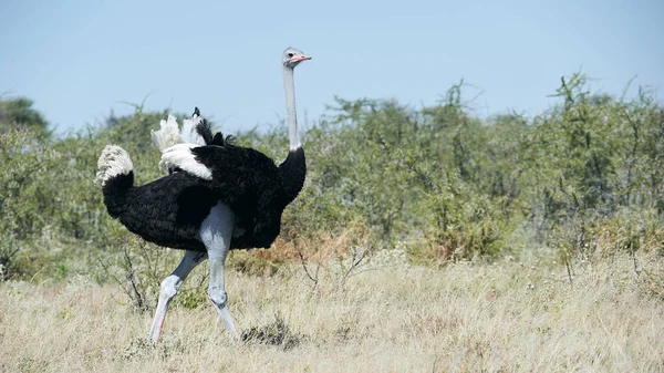 Struthio Camelus 날개를 흔들며 걷는다 — 스톡 사진
