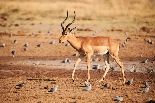 Africa Beautiful Impala Aepyceros Melampus Savannah Surrounded Many Birds — Stock Photo, Image