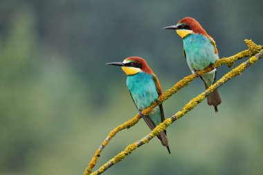 Küçük bir dal üzerinde tünemiş İki renkli Avrupa bee-eaters (arı kuşu apiaster).