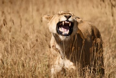 Afrika savana uzun otların içinde güzel dişi aslan (Panthera leo) kükrer.