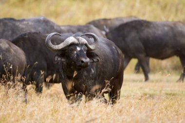 Afrika manda ya da Cape buffalo (Syncerus caffer), Afrika savana yürüyüş.