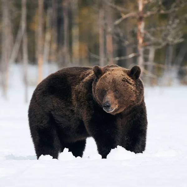 Gran Oso Pardo Fotografiado Finales Del Invierno Mientras Caminaba Nieve —  Fotos de Stock