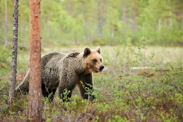 Urso Castanho Caminhando Floresta — Fotografia de Stock