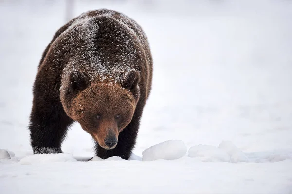 Urso Marrom Grande Andando Neve Taiga Finlandesa — Fotografia de Stock