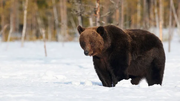 Brown Bear Стоїть Снігу Навесні Прокидається — стокове фото