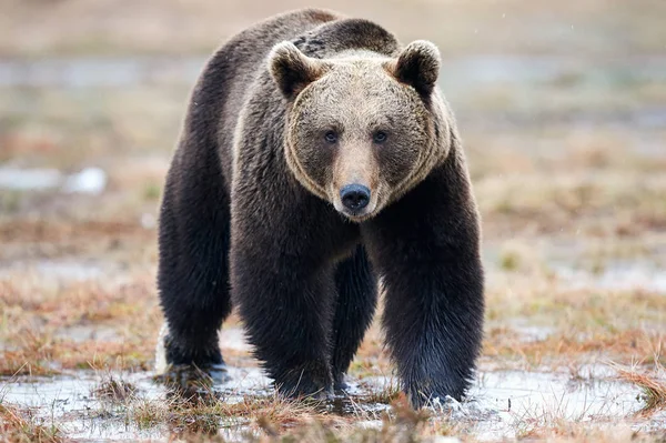 Wild Brown Bear Walking Taiga Late Winter — Stock Photo, Image