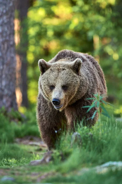 Orso Bruno Selvatico Che Cammina Una Foresta Finlandese — Foto Stock