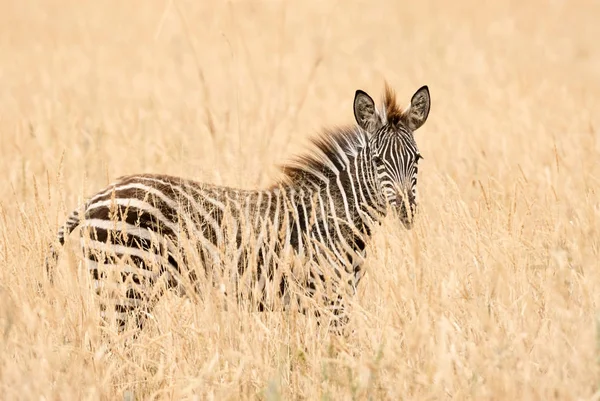 Genç Zebra Ayakta Afrika Savana Uzun Otların Içinde — Stok fotoğraf