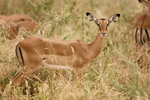 Jovem Impala Aepyceros Melampus Fotografado Verticalmente Enquanto Grama Alta Fundo — Fotografia de Stock