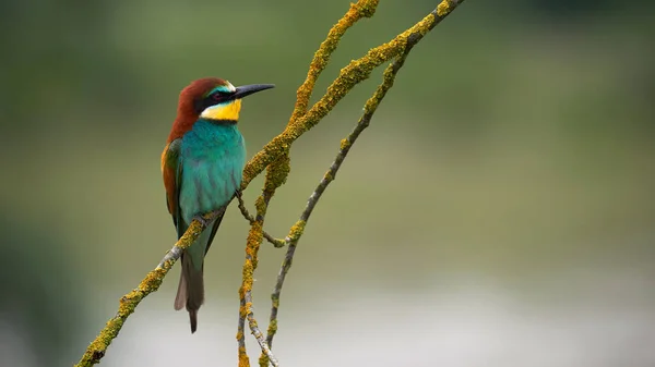 Güzel Avrupa Arı Yiyen Arı Kuşu Apiaster Sarı Bir Dalda — Stok fotoğraf