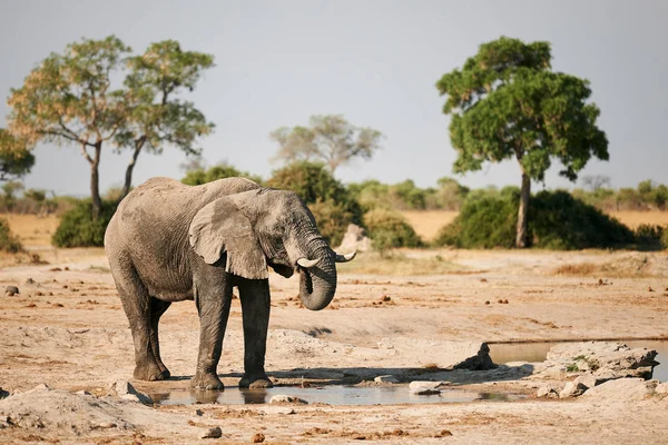 Fényképezett Botswana Iszik Egy Waterhol Nagy Elefánt — Stock Fotó